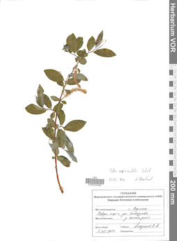 VOR 0024848