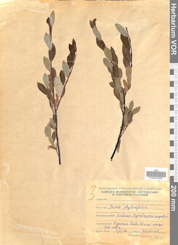 VOR 0024881