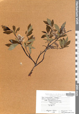 VOR 0024853