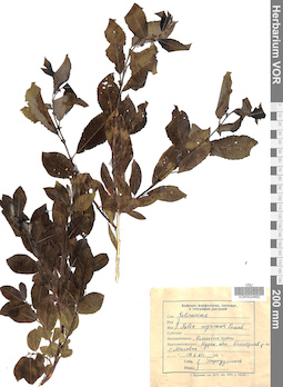 VOR 0024850
