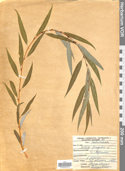 VOR 0025215