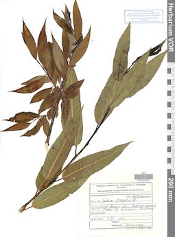 VOR 0025210