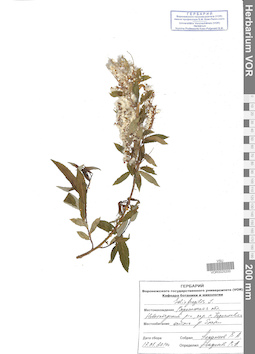 VOR 0025200