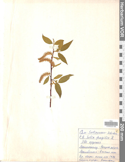VOR 0025199