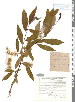 VOR 0025195