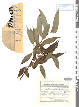 VOR 0025194
