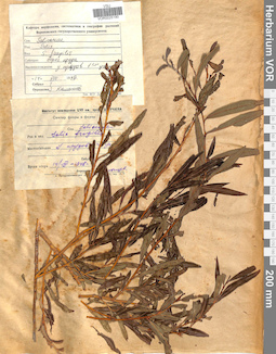 VOR 0025190