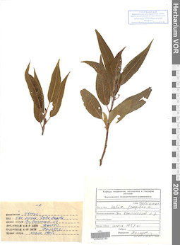 VOR 0025189