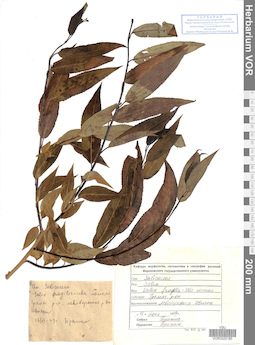 VOR 0025185