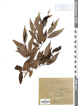 VOR 0025178