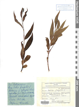 VOR 0025175
