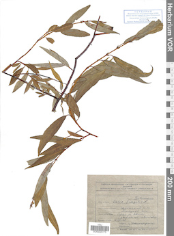 VOR 0025173
