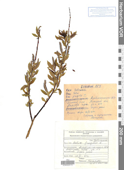 VOR 0025172