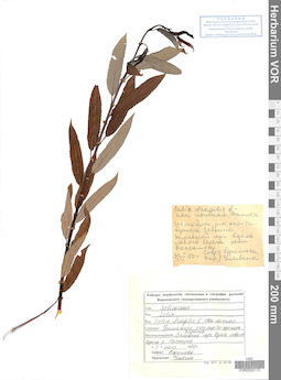 VOR 0025170