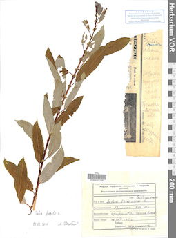 VOR 0025169