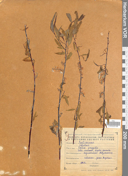 VOR 0025168