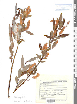 VOR 0025167