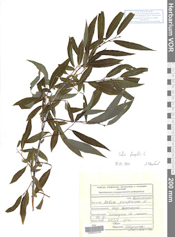 VOR 0025165