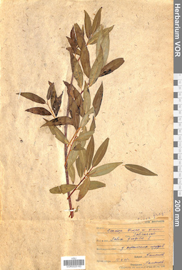 VOR 0025163