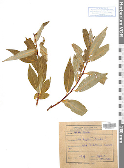 VOR 0025160