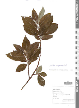 VOR 0025157
