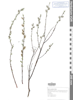 VOR 0041766