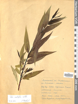 VOR 0025139
