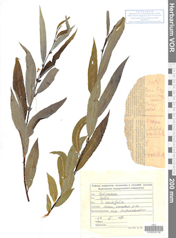 VOR 0025136