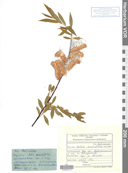 VOR 0025133
