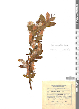 VOR 0024847