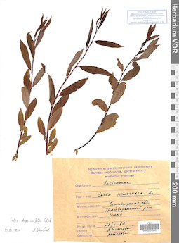 VOR 0024846