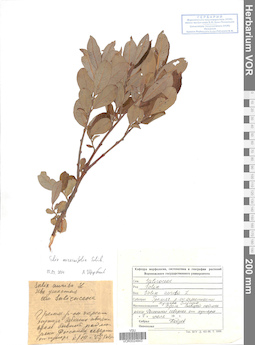 VOR 0024843