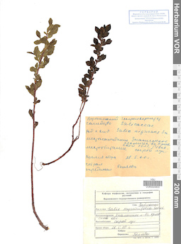 VOR 0024833