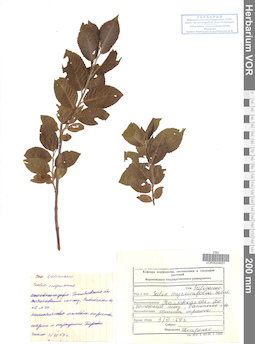VOR 0024831