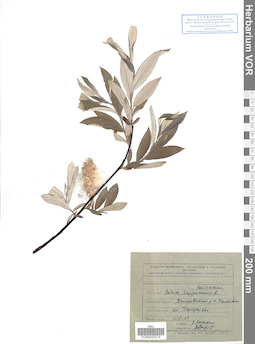 VOR 0025214