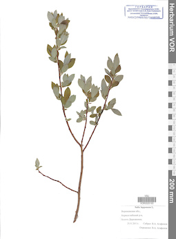 VOR 0025193