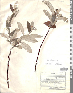 VOR 0025188