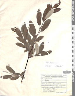 VOR 0025183