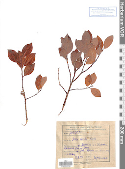 VOR 0025090