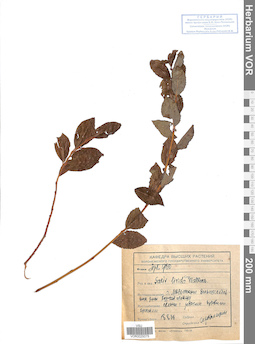 VOR 0025075