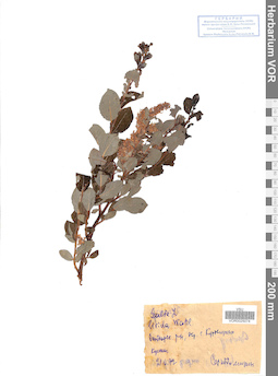 VOR 0025074