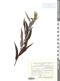 VOR 0025131