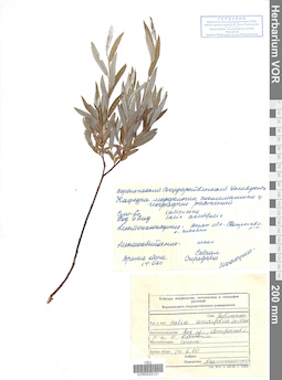 VOR 0025121