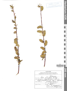VOR 0025116