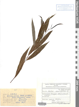 VOR 0025106