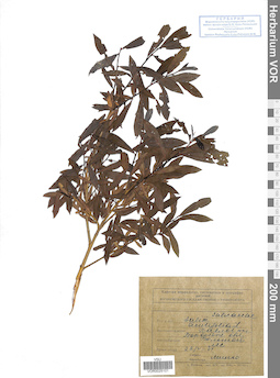 VOR 0025101