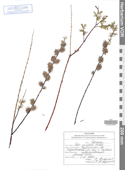 VOR 0025096
