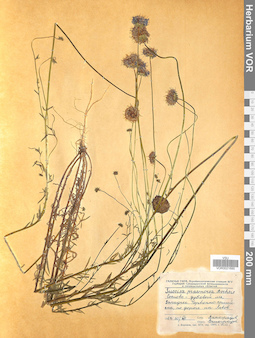 VOR 0021685
