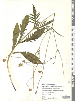 VOR 0021684