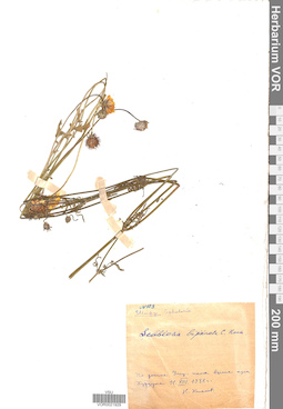 VOR 0021929
